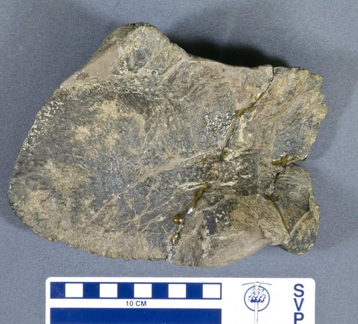 Kritosaurus sp