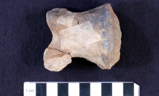 Camptosaurus sp