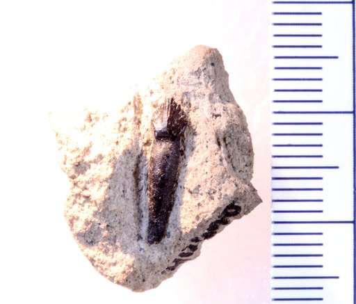 Othnielosaurus sp
