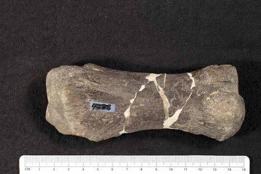 Genus sp