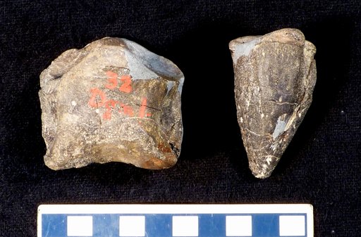Camptosaurus sp