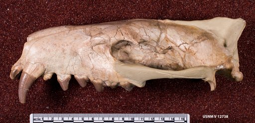 Hyaenodon cruentus Leidy