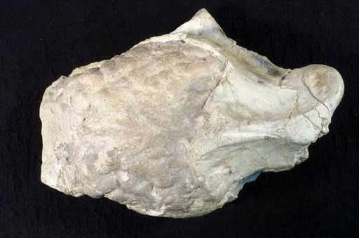 Subhyracodon sp
