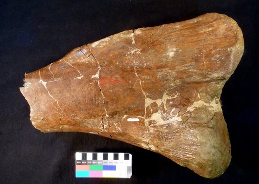 cf. Corythosaurus sp