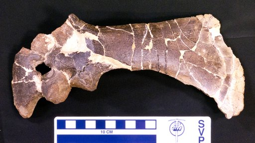 Thescelosaurus neglectus Gilmore, 1913