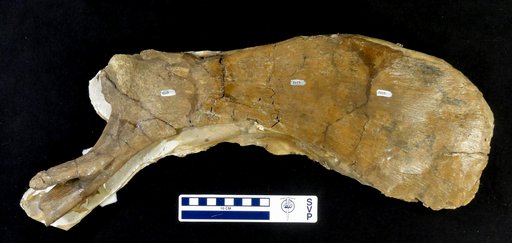 Kritosaurus sp