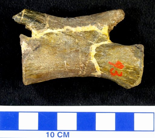 Camptosaurus sp