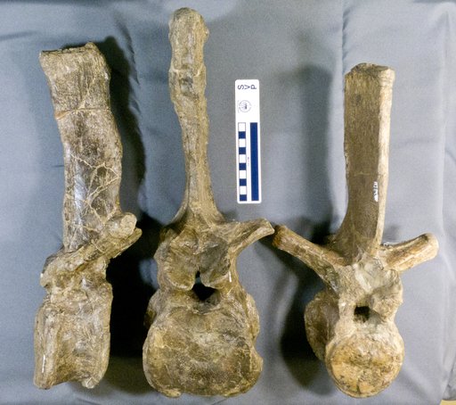 Kritosaurus sp