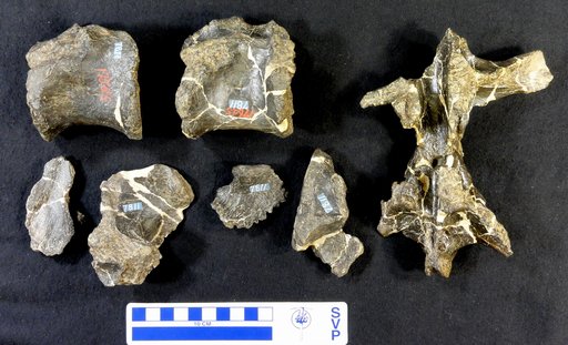 Camptosaurus sp