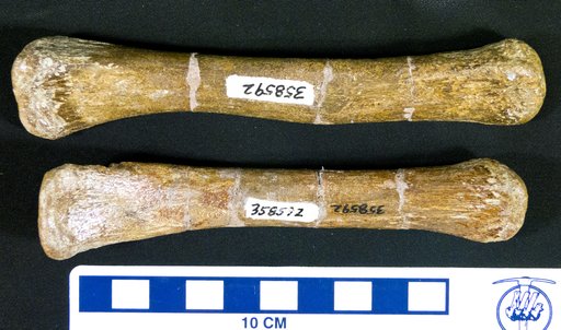 Corythosaurus sp