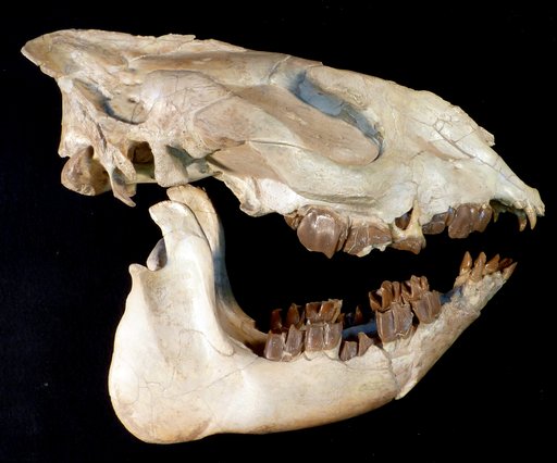 Hyracodon nebraskensis (Leidy)