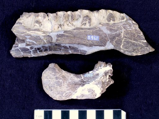 Camptosaurus sp