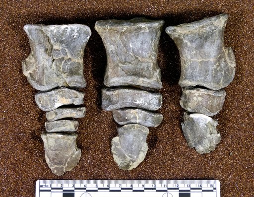 Corythosaurus casuarius Brown, 1914