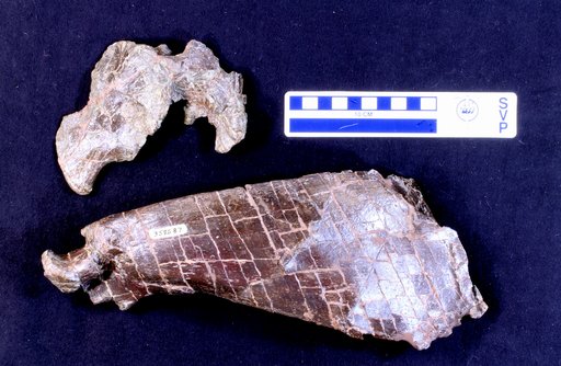 Corythosaurus sp