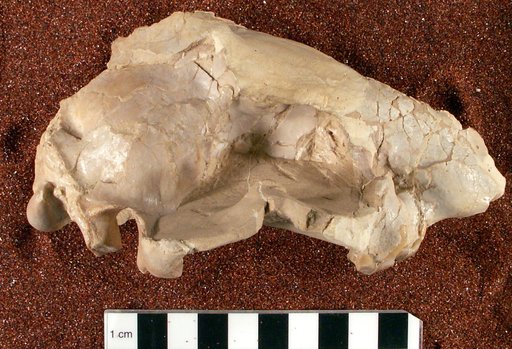 Hoplophoneus primaevus latidens Thorpe
