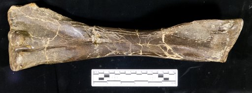Corythosaurus sp