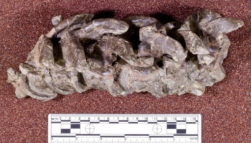 Corythosaurus sp