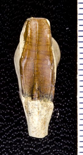 Edmontosaurus annectens (Marsh, 1892)