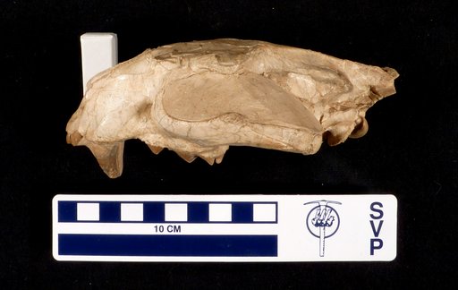 Dinictis felina Leidy