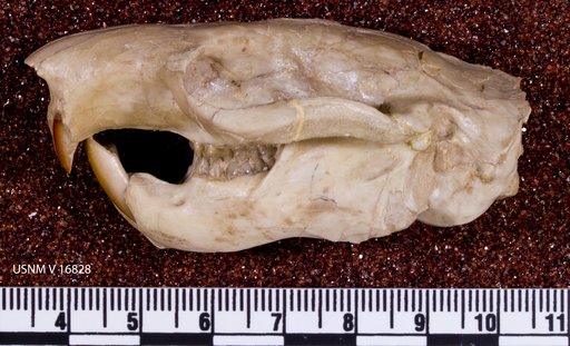 Ischyromys typus Leidy