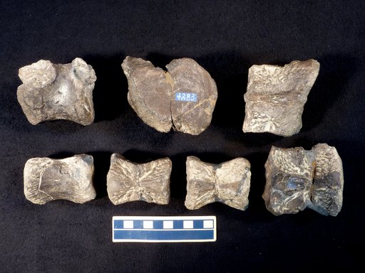 Camptosaurus sp