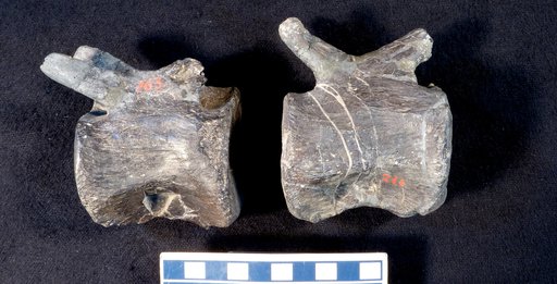 Camptosaurus sp