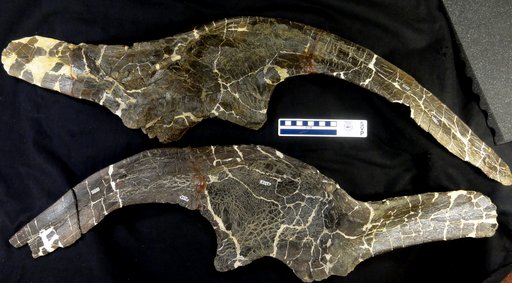 Kritosaurus cf. notabilis Lambe, 1914