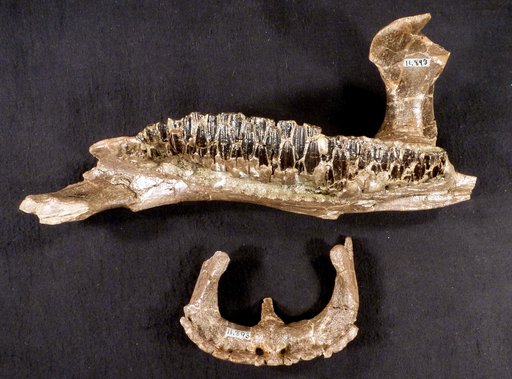 Corythosaurus casuarius Brown, 1914