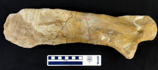 cf. Edmontosaurus sp
