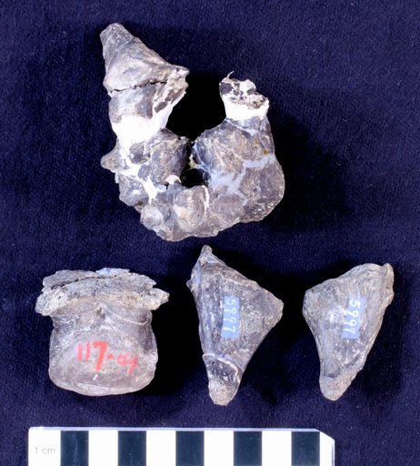 Camptosaurus sp