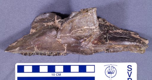 Corythosaurus casuarius Brown, 1914
