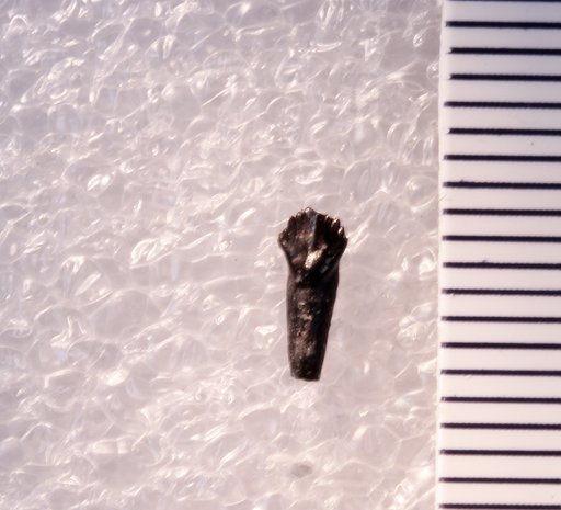 Othnielosaurus sp