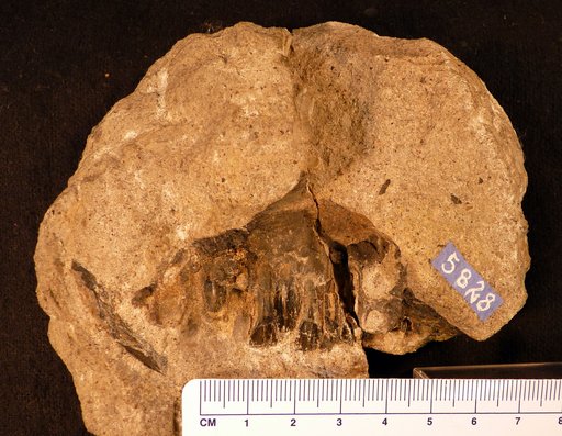 Othnielosaurus consors (Marsh, 1894)