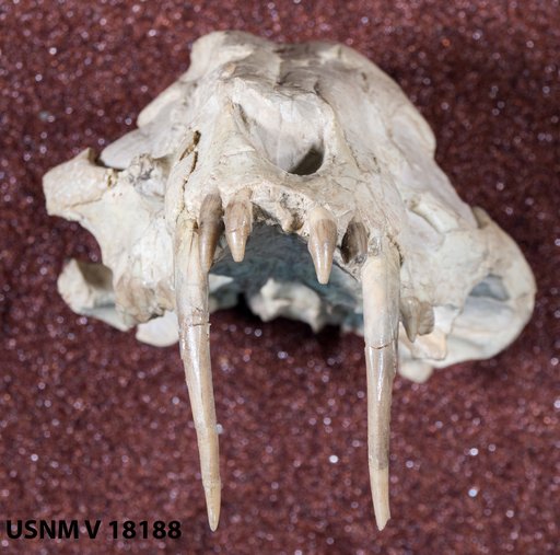 Hoplophoneus primaevus latidens Thorpe