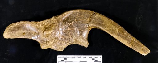 Corythosaurus sp