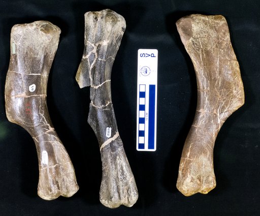 cf. Corythosaurus sp