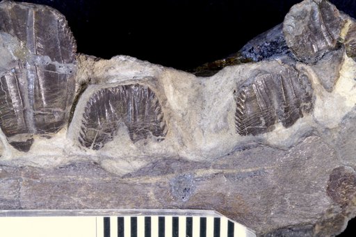 Camptosaurus dispar Marsh, 1879