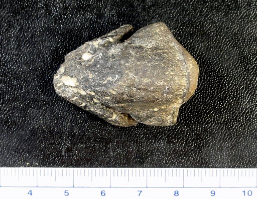 Camptosaurus sp