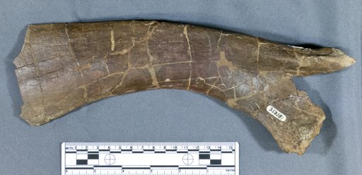 Corythosaurus sp