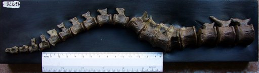 Corythosaurus sp