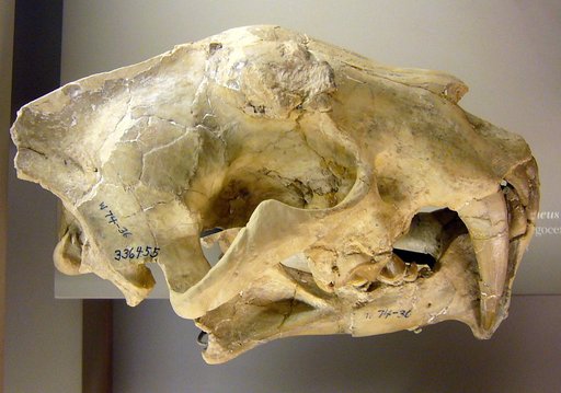 Hoplophoneus sp