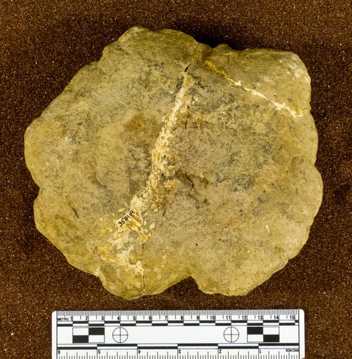 Pachycephalosaurus sp