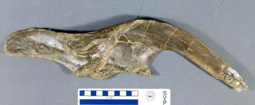 Kritosaurus sp