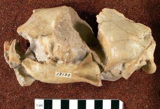 Hoplophoneus primaevus latidens Thorpe