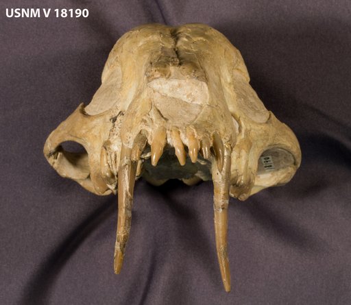 Hoplophoneus primaevus latidens Thorpe
