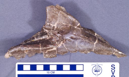 Corythosaurus casuarius Brown, 1914