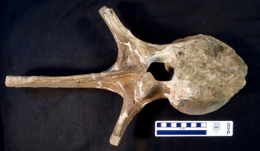 Edmontosaurus sp