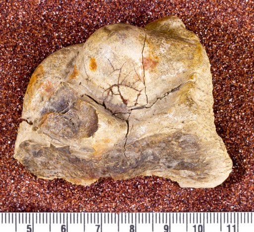 Pachycephalosaurus sp