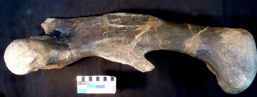 Camptosaurus dispar Marsh, 1879