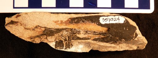 Othnielosaurus sp